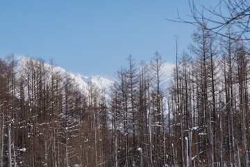 冬晴れた日のカラマツ林と雪山の山頂　十勝岳連峰
