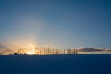 Naklejka premium 冬の夕暮れの空とシラカバ並木 