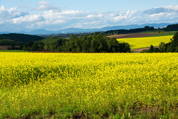 Obraz premium 丘陵地帯のナノハナ畑