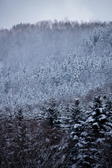 雪化粧したマツ林
