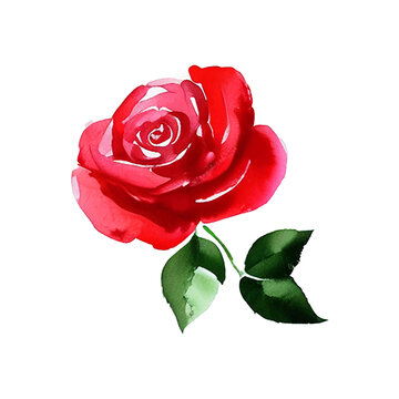 red rose flower hand drawn with style watercolor