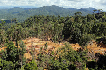 Bulldozer at a conventional logging site in Malaysian Borneo