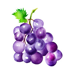 fresh grape hand drawn with style watercolor