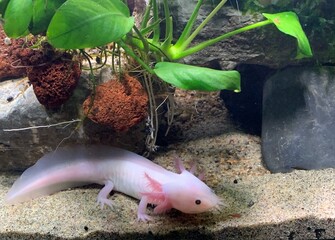  Leucistic axolotl (Ambystoma mexicanum) in beautiful planted aquarium