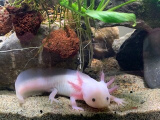  Leucistic axolotl (Ambystoma mexicanum) in beautiful planted aquarium - 555550316