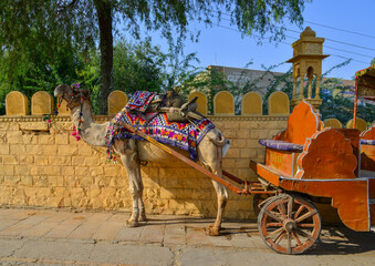 Camel waiting for tourist in Gadisar, India