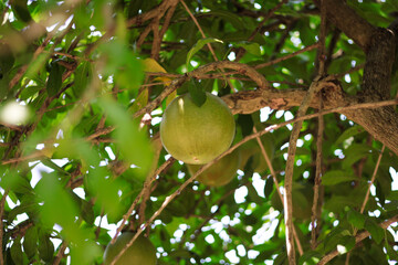 View of maja fruit or bael hanging from branch of tree with green leaves in defocused background. No people.