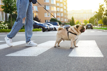 Woman walking with her cute pug on pedestrian crossing, closeup