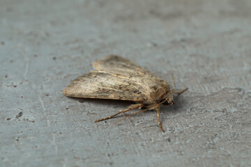 Paradrina clavipalpis moth on grey textured background