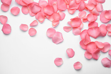 Beautiful pink rose flower petals on white background, top view