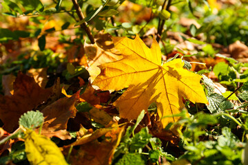 Beautiful dry leaves on grass outdoors, closeup. Autumn season