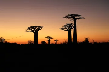Foto op Canvas Baobabs at sunset © Rhett Ayers Butler