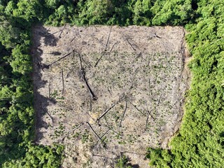 Deforestation in the Peruvian Amazon