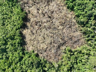 Deforestation in the Peruvian Amazon