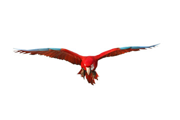 Obraz na płótnie Canvas Colorful flying parrot isolated on transparent background. 