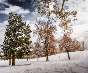 A riding sledder on the hill slopes of Liberty Park SLC Utah during wInter.