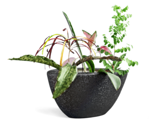 House plant in a flower pot isolated on white background
