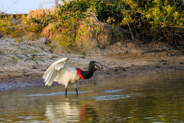 Jabiru fishing in the river in Pantanal, Brazil