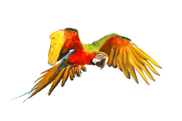 Colorful Harlequin macaw flying isolated on transparent background png file  © Passakorn