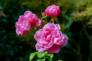 pink rose bush