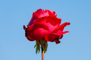 red rose on blue sky