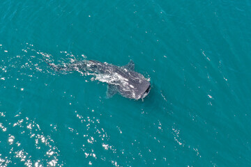 Drone photo of a whale shark feeding the sea surface
