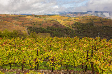 Fototapeta na wymiar View of grapevines in Douro Valley wineries in Portugal