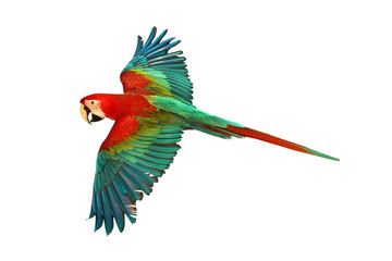 Colorful flying parrot isolated on transparent background.	