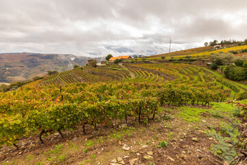 View of grapevines in Douro Valley wineries in Portugal