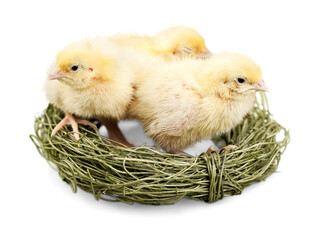 Baby Chickens In The Nest