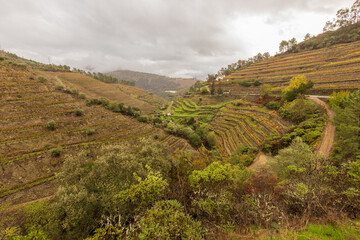 View of grapevines in Douro Valley wineries in Portugal