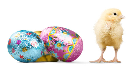 Cute little chicken with  eggs isolated on white background