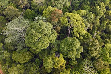 Rainforest canopy in Jambi