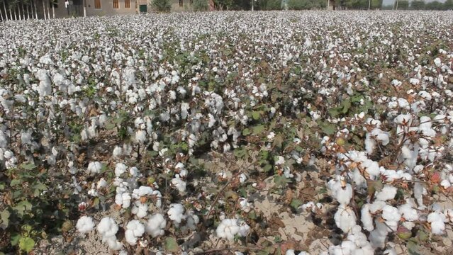 View of cotton field in Uzbekistan