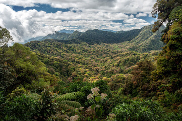 Fototapeta premium Bosque mesófilo