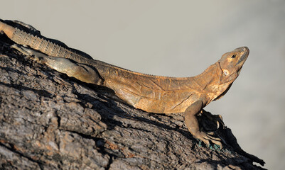 Fototapeta premium Iguana on a tree, neutral background with the colour of send, copy space