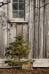 Small evergreen tree besides a wooden wall
