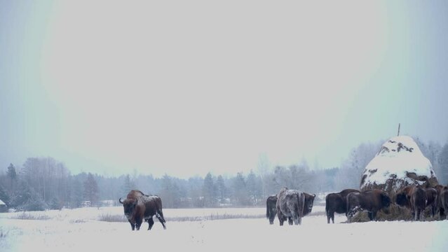 Herd of European Bison, team of Bison Bonasus in the wildeness in the forest of Bialowieza, Poland.