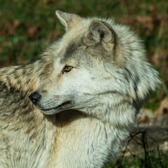 Timber wolf in woods