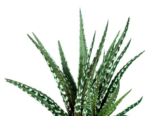 Green domestic succulent plant flower