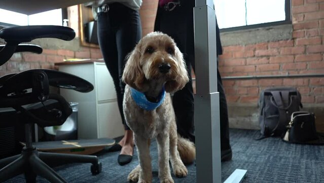 a start up company - people working and a dog in the office