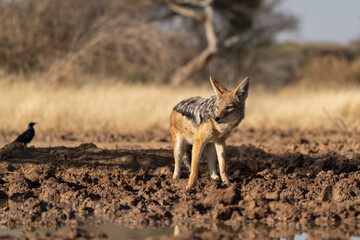 A jackal searching for prey in the grasslands of the Kalahari Desert in Namibia.