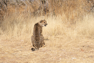 cheetah in the African savannah waiting for prey Namibia.