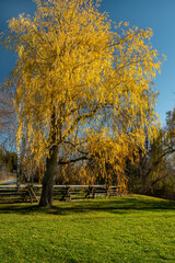 weeping willow tree in autumn gold colour besides a farm fence