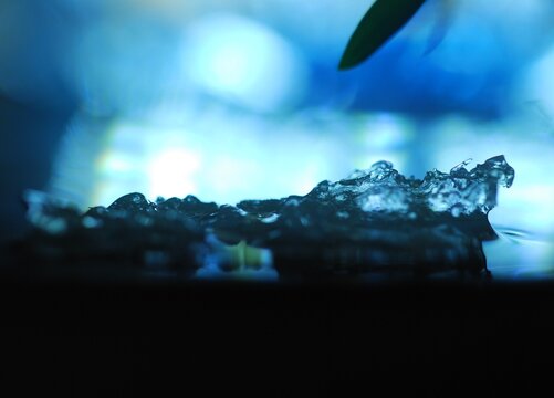 Abstract composition with Ice chrystals and decorative plant on bright background