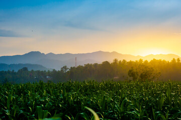 Sunrise over corn field with mountain in the background