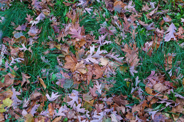 Fallen leaves on green grass in Autumn. High-quality photo