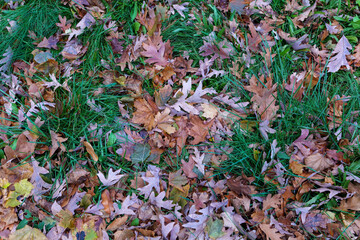 Fallen leaves on green grass in Autumn. High-quality photo