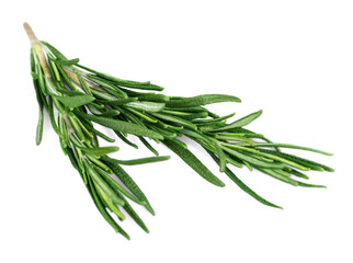 Fresh green aroma rosemary leaves