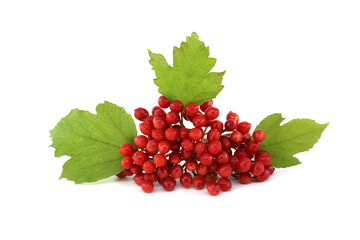 Red berries of Guelder Rose plant over white